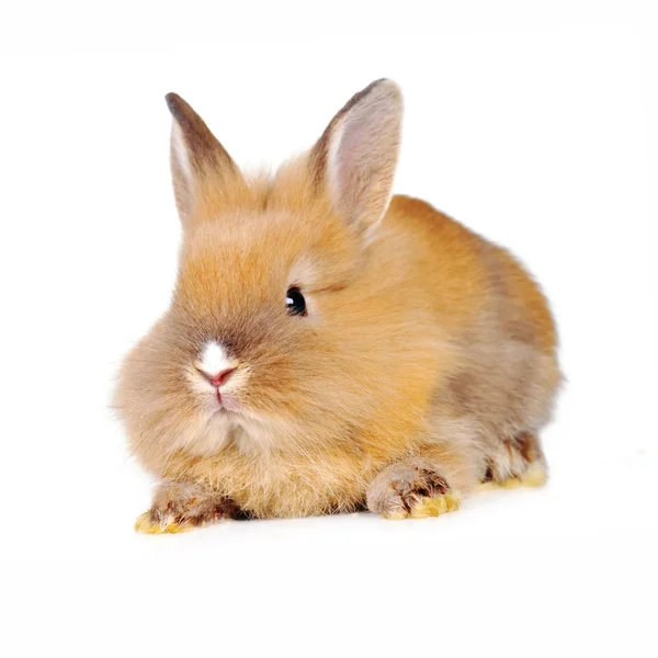 Brown fluffy rabbit — Stock Photo, Image