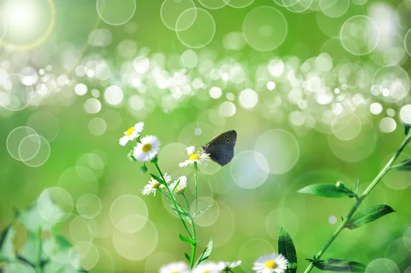 Bela borboleta — Fotografia de Stock