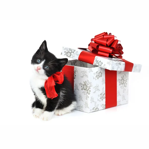 Piccolo gattino carino con confezione regalo — Foto Stock