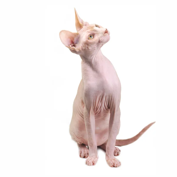 Egipcio calvo gato —  Fotos de Stock