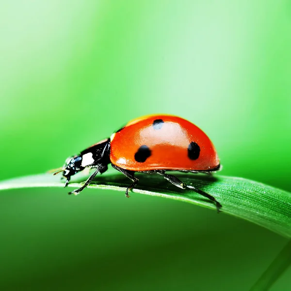 Marienkäfer auf Gras — Stockfoto