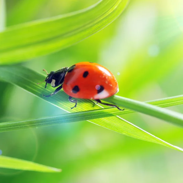 Lieveheersbeestje op gras zonnige dag Stockfoto