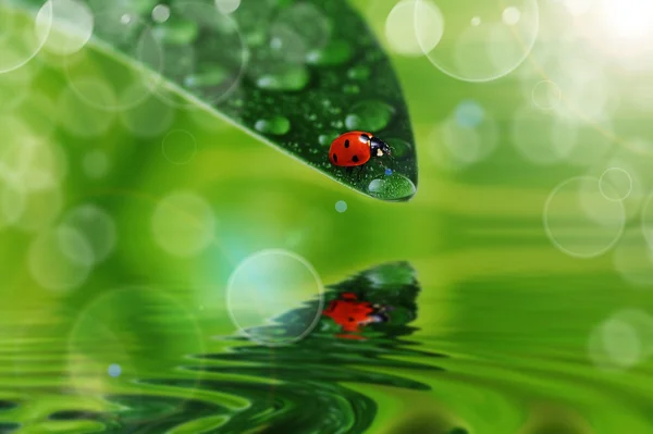 Grünes Blatt mit Wassertropfen — Stockfoto