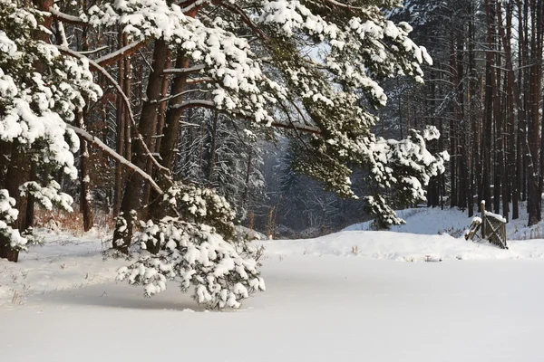 冬季景观 图库图片