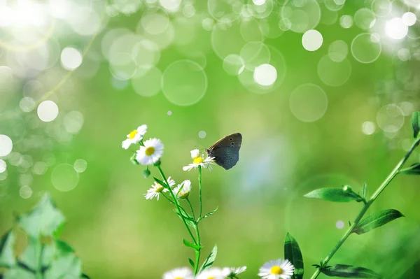 Piękny motyl — Zdjęcie stockowe