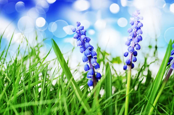 Hyacinthe fleur — Photo