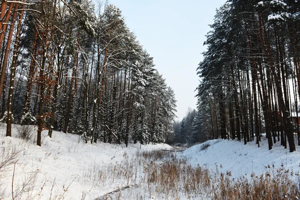 Paesaggio invernale — Foto Stock