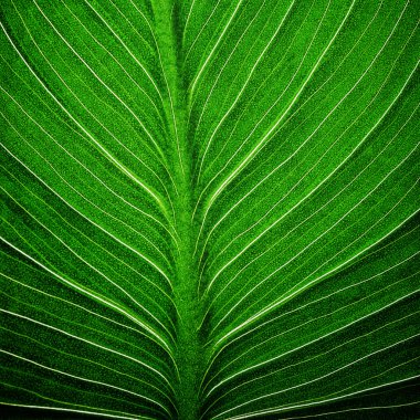 parlak yeşil yaprak