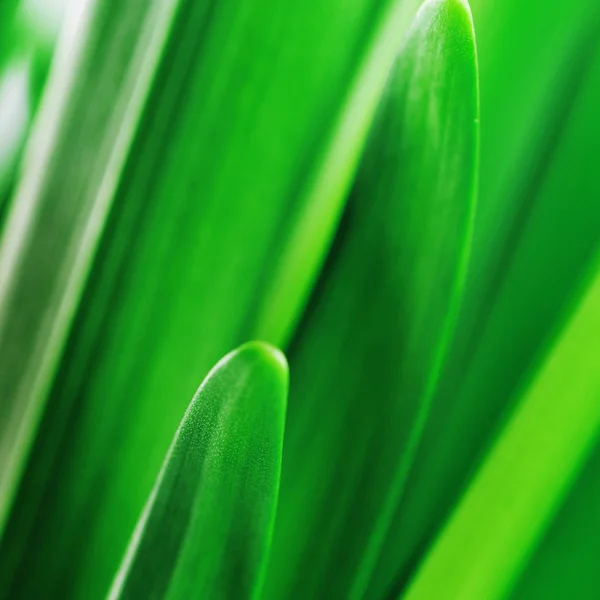 Groene bladeren — Stockfoto