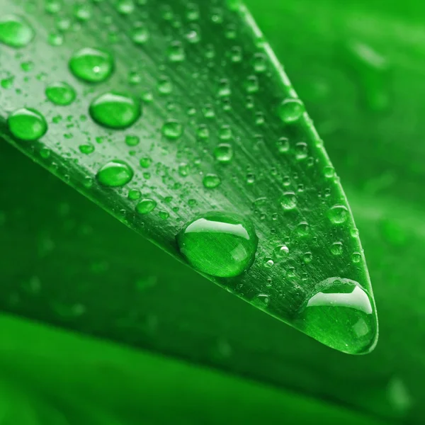 Hoja verde y gota de agua — Foto de Stock