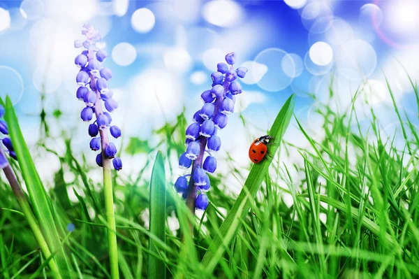 Flor de jacinto — Fotografia de Stock