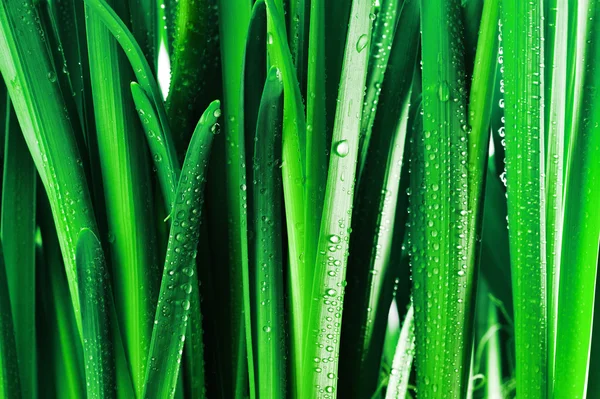 绿色叶子上的水滴 — 图库照片