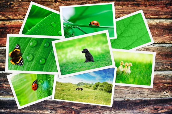 Plie of green nature pictures on wooden table — Stock Photo, Image