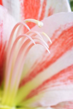 pembe nergis zambağı