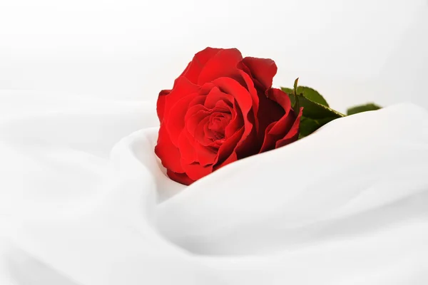 Rote Rose — Stockfoto