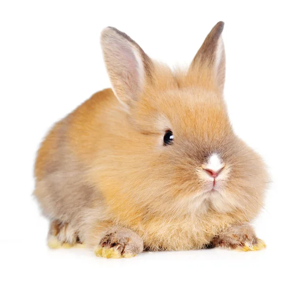 Brown  fluffy rabbit — Stock Photo, Image