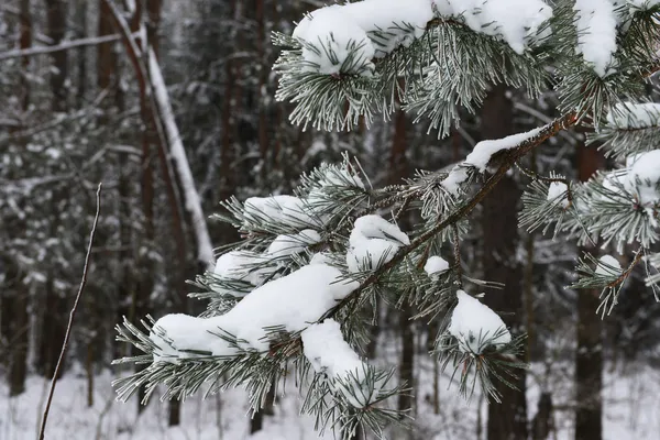 Branches of winter spruce tree — Stock Photo, Image