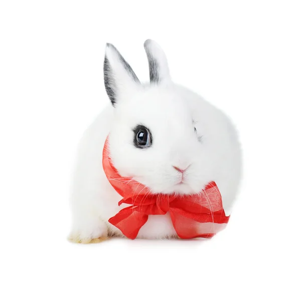 Rabbit with  red ribbon — Stock Photo, Image