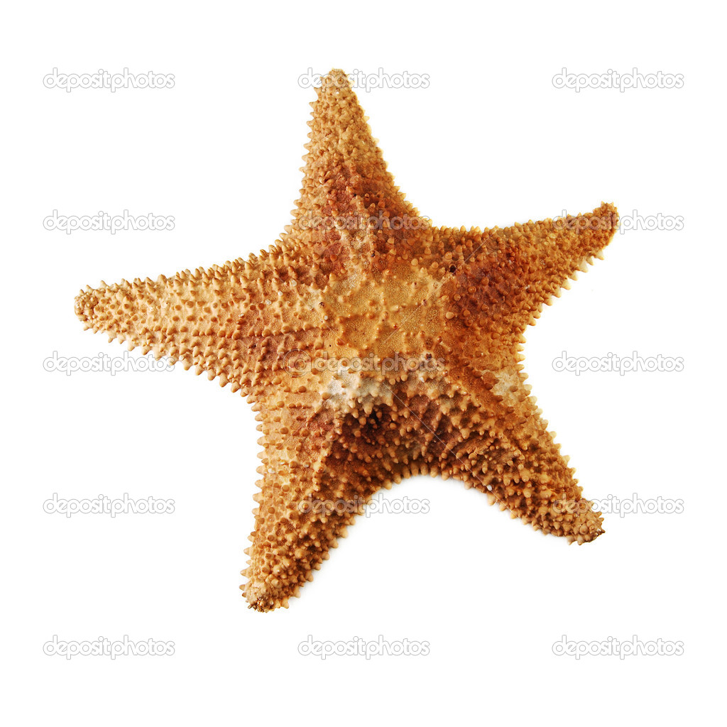 sea starfish