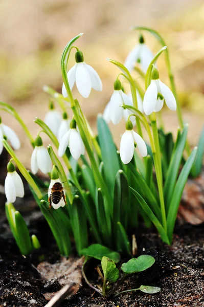 Snødroppblomster – stockfoto