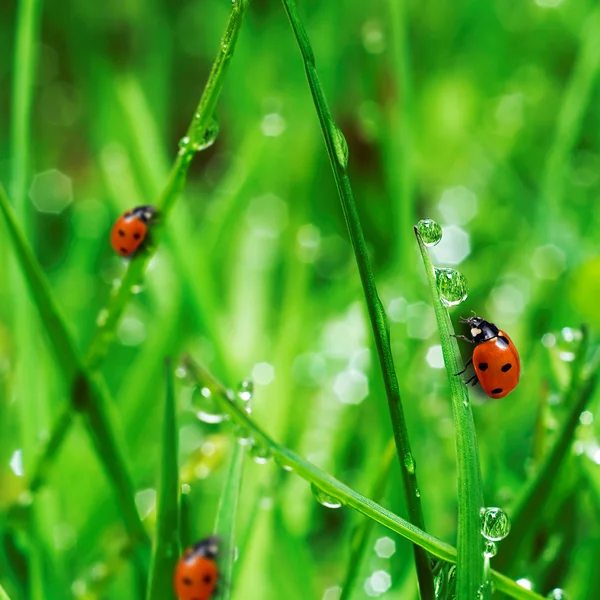 Fresh green grass with water drops Stock Picture