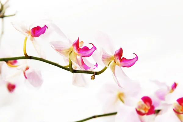 Розовая орхидея — стоковое фото