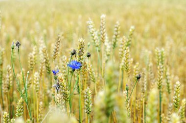 Peygamber buğday alanı
