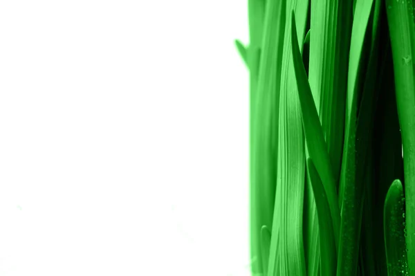 Tröpfchen auf grünen Blättern — Stockfoto