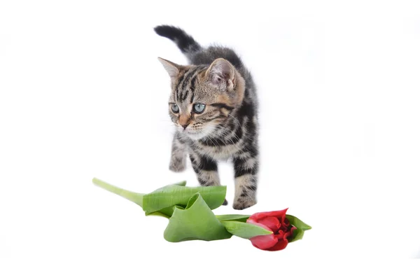 Pequeño lindo gato — Foto de Stock