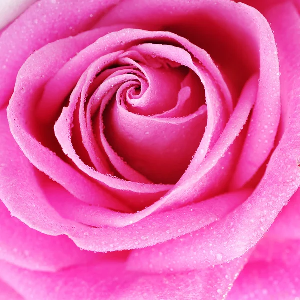 Pink rose — Stock Photo, Image