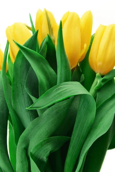 Gelbe Tulpen — Stockfoto