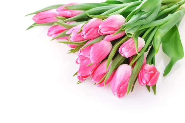Tulipani rosa — Foto Stock
