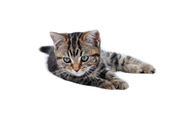 Funny kitten — Stock Photo, Image