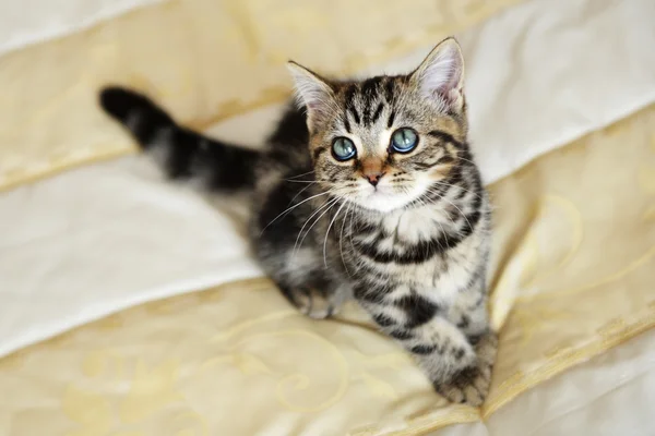 Little cute cat — Stock Photo, Image