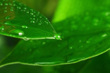 yeşil bitki yaprağı