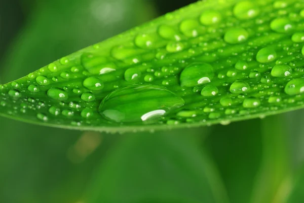 Green plant leaf — Stock Photo, Image