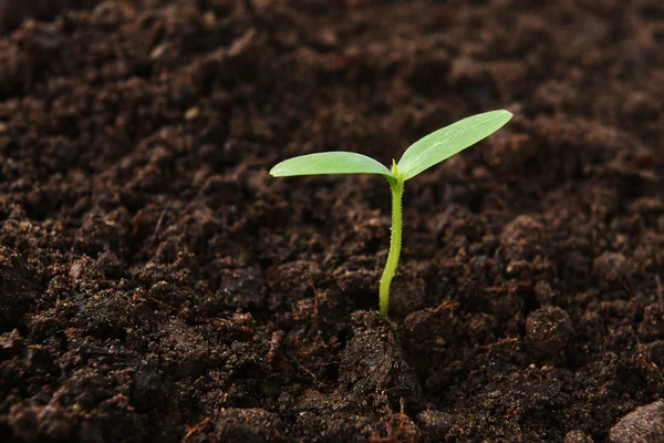 Green cucumber seedling — Stock Photo, Image