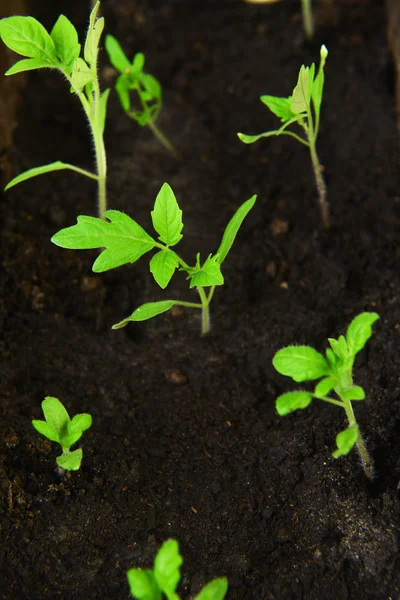 Green tomato seedling — Stock Photo, Image