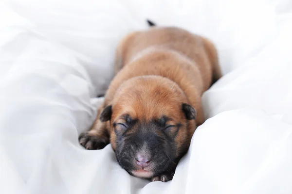 Schattig puppy — Stockfoto