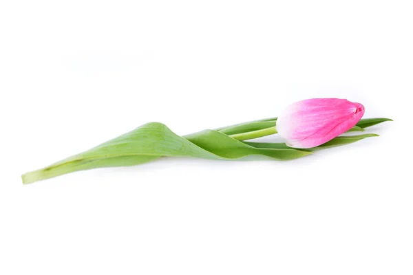 Один розовый тюльпан — стоковое фото
