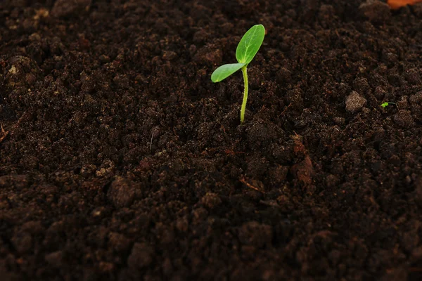 Green cucumber seedling — Stock Photo, Image