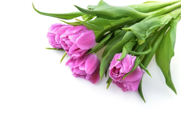 Roze tulpen — Stockfoto