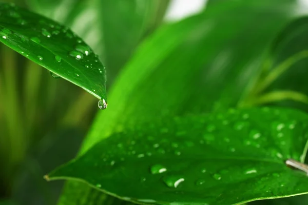 Green plant leaf — Stock Photo, Image