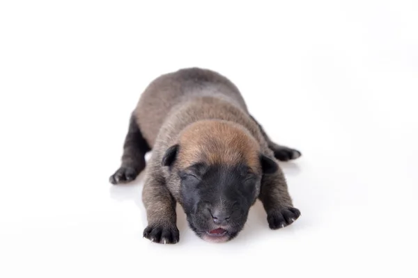 Cute  puppy — Stock Photo, Image