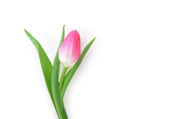 Une tulipe rose — Photo