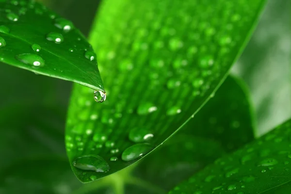 Зеленый лист растения — стоковое фото