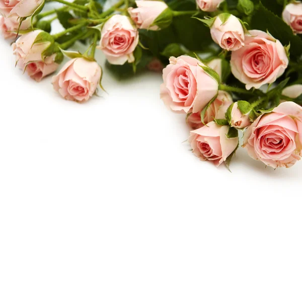 Pink roses — Stock Photo, Image