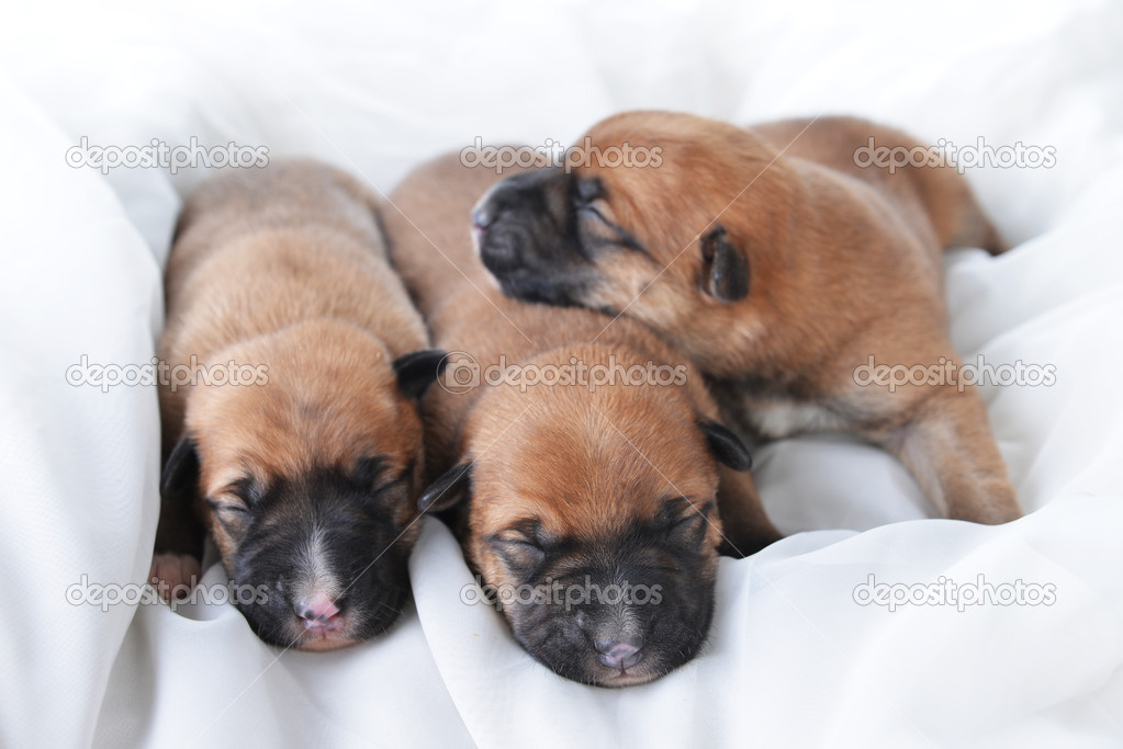 Cute  puppies