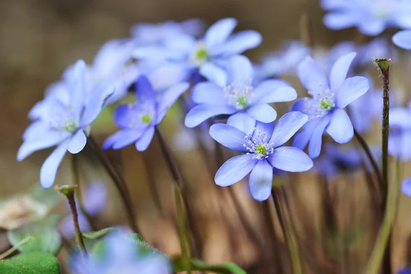 Blå blommor — Stockfoto