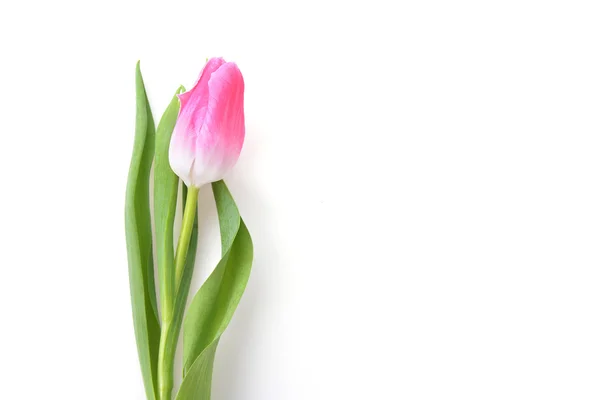 Один розовый тюльпан — стоковое фото
